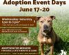 Poster for Humane Society of North Central Florida Adoption Event Days June 17–20. A tan dog sits in a sunny grassy field on the right. Brown callout boxes list: 'Wednesday–Saturday 1 pm to 3 pm*' (cats 10 am–4:30 pm, closed 12–1 pm), 'Walk through our dog kennels & visit our cat rooms,' and 'Adoption fees reduced for dogs & cats 5 months & older.' Footer includes address 4205 NW 6th Street, Gainesville, FL 32609 and website www.HumaneSocietyNCFL.org/Adopt. Humane Society logo shown in lower right.