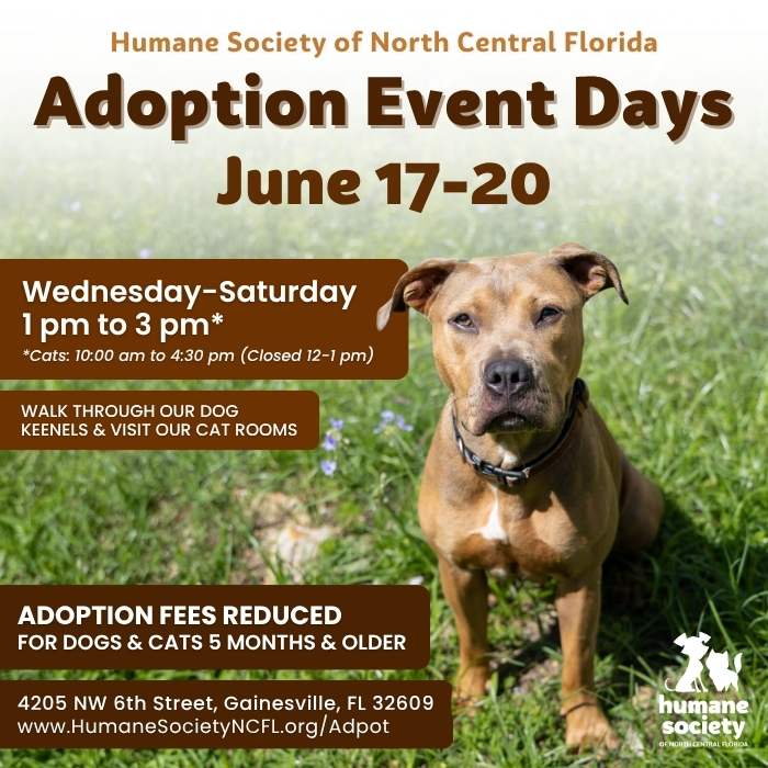 Poster for Humane Society of North Central Florida Adoption Event Days June 17–20. A tan dog sits in a sunny grassy field on the right. Brown callout boxes list: 'Wednesday–Saturday 1 pm to 3 pm*' (cats 10 am–4:30 pm, closed 12–1 pm), 'Walk through our dog kennels & visit our cat rooms,' and 'Adoption fees reduced for dogs & cats 5 months & older.' Footer includes address 4205 NW 6th Street, Gainesville, FL 32609 and website www.HumaneSocietyNCFL.org/Adopt. Humane Society logo shown in lower right.