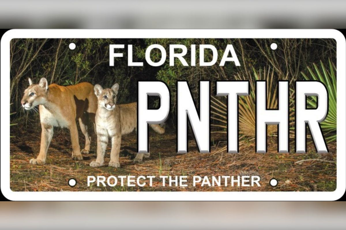 New ‘Protect the Panther’ license plate features photo of female cat